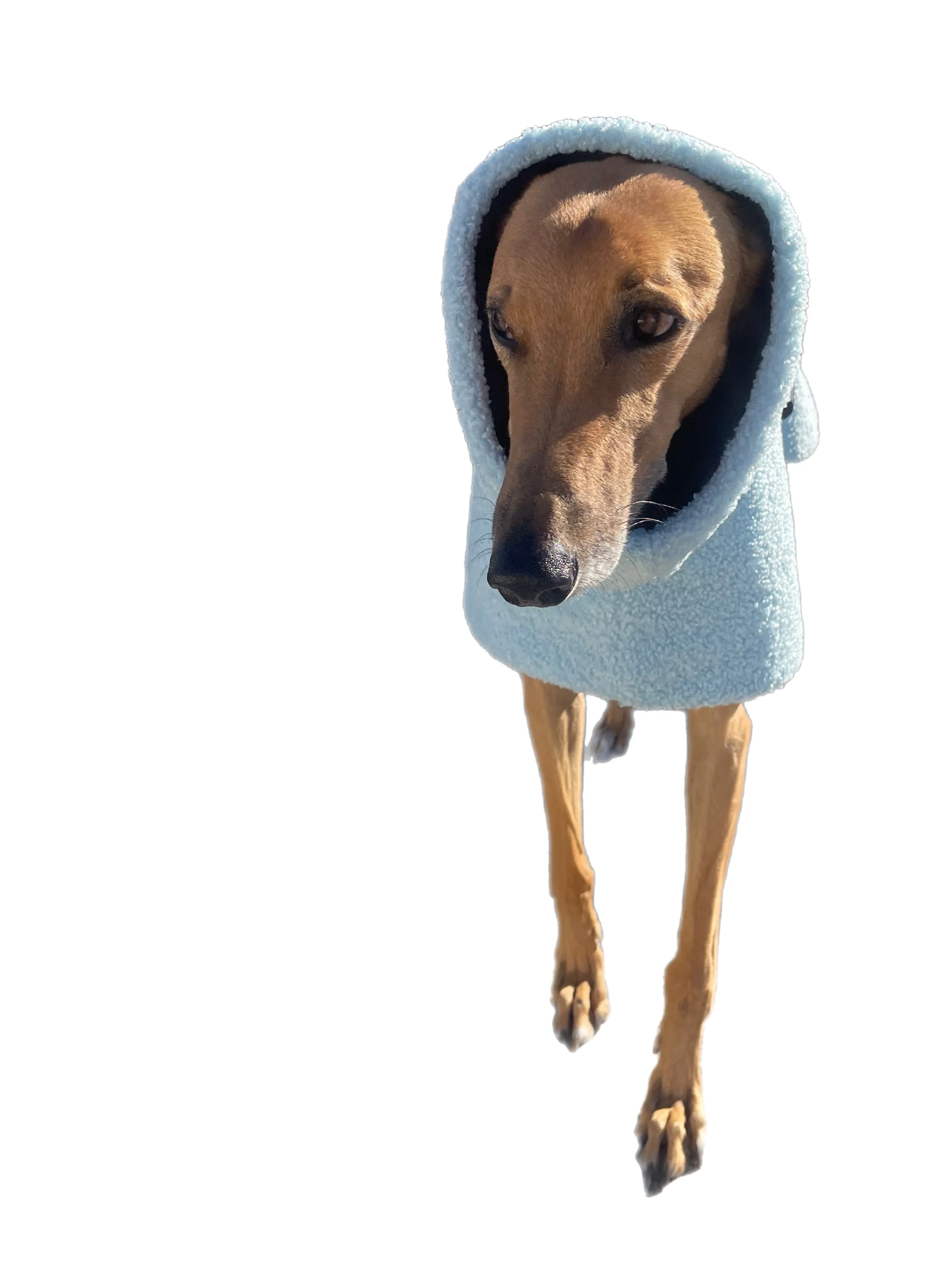 Ice blue Teddy fleece extra thick deluxe style greyhound coat with snuggly wide neck roll