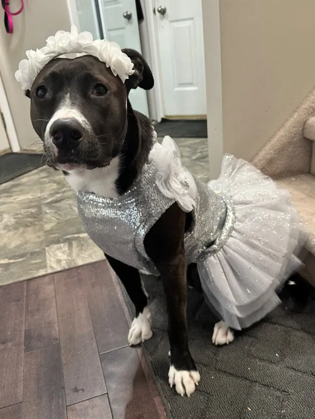 Silver Shimmer Fancy Dog Tutu Dress