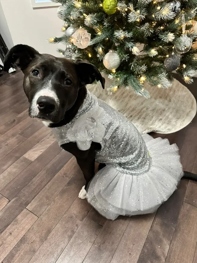 Silver Shimmer Fancy Dog Tutu Dress